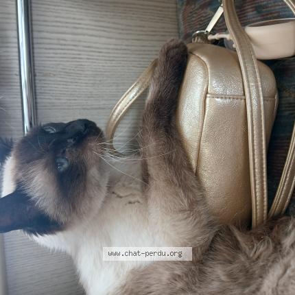 Photo 1/1 Ryad Chat lost in Saumur