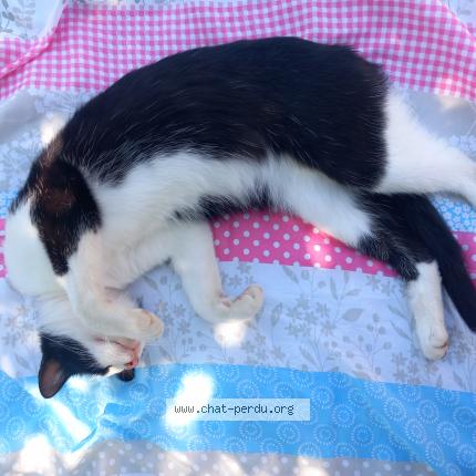 Photo 1/1 Cat reunited Found in Lux