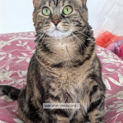 Photo 1/1 Pippin ou La Pipoune Chat lost in Nantes