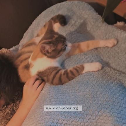 Photo 1/1 Plume Chat lost in Villerable