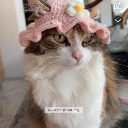 Photo 1/1 nini Chat lost in Erquinghem lys