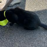 Picture of cat found at Epinay Sur Seine