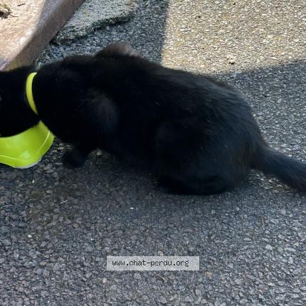 Photo 1/1 Found cat Found in Epinay sur seine