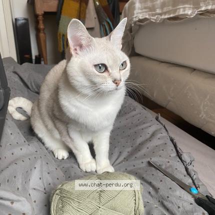 Photo 1/3 June Chat lost in Wasquehal