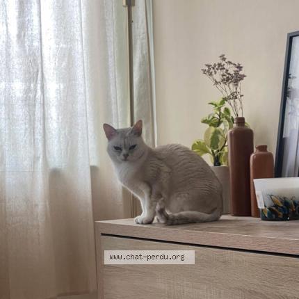 Photo 2/3 June Chat lost in Wasquehal