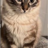 Picture of cat lost at Bron