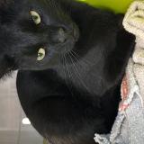 Picture of cat lost at Lancon Provence