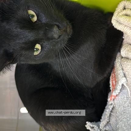 Photo 1/1 Timeo &laquo;&nbsp;Nini&nbsp;&raquo; Chat lost in Lancon provence