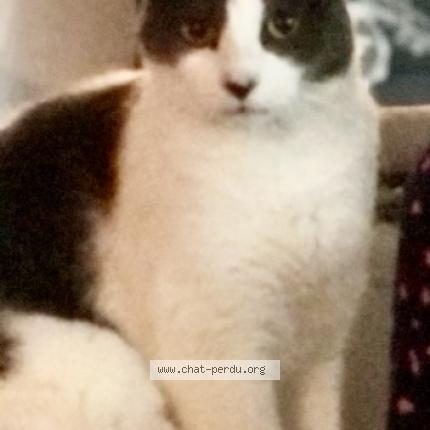 Photo 1/1 Nike Chat lost in Neuilly sous clermont