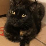 Picture of cat lost at Saint Agnan De Cernieres