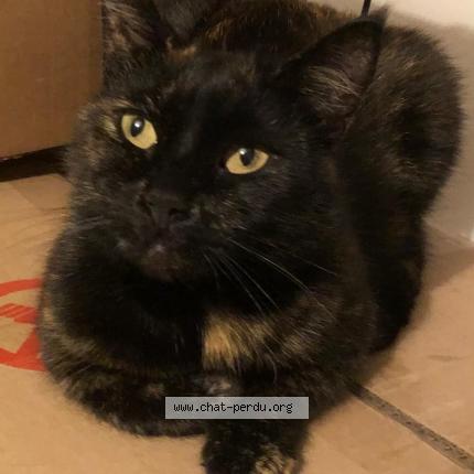 Photo 1/1 Tagada Cat lost in Saint Agnan De Cernieres