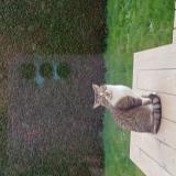 Picture of cat lost at Epiniac