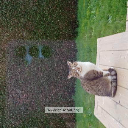 Photo 1/1 Gaspard Chat lost in Epiniac