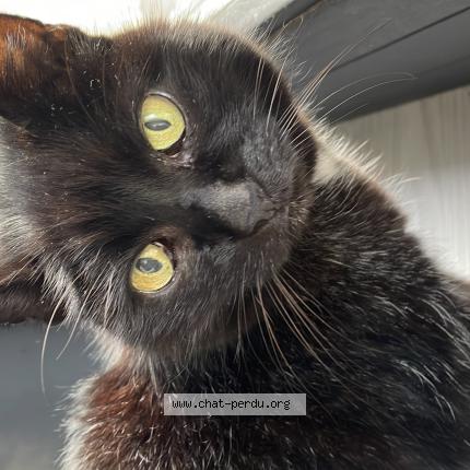 Photo 1/1 MICKEY Chat lost in Andolsheim