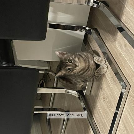 Photo 1/1 Found cat Found in Metz