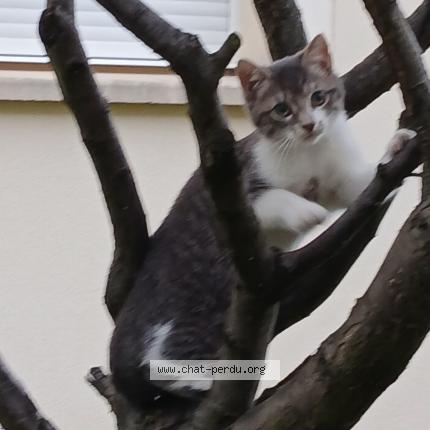 Photo 1/1 SIMBA Chat lost in Alfortville