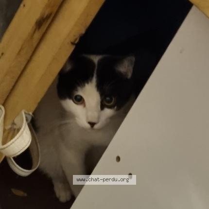 Foto van gevonden kat in Etterbeek