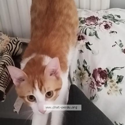 Photo 1/2 Muffin Chat lost in Blagnac