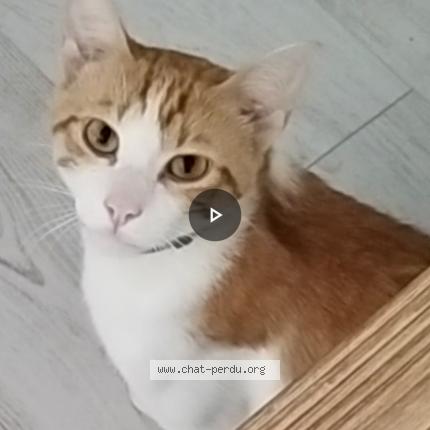 Photo 2/2 Muffin Chat lost in Blagnac