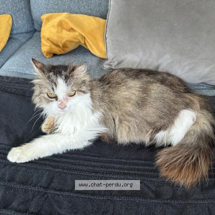 Photo 1/1 Gala Chat lost in Lunel