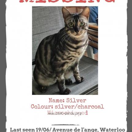 Photo 1/1 Silver Chat lost in Waterloo