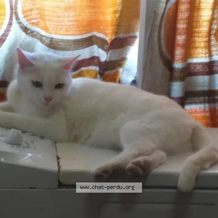 Photo 1/1 Hermione Chat lost in Bruxelles