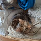 Picture of cat lost at Noisy Le Sec