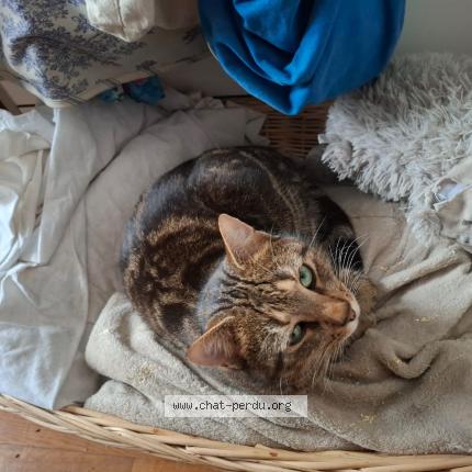 Photo 1/1 Cat reunited Lost in Noisy le sec