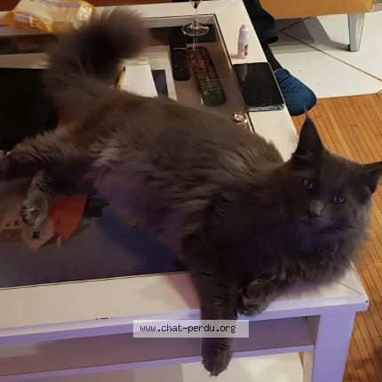 Photo 1/1 TAO Chat lost in Plouezoc h