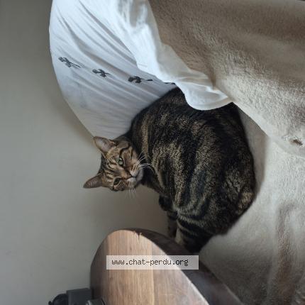 Photo 1/1 Kaky Chat lost in Ivry sur seine