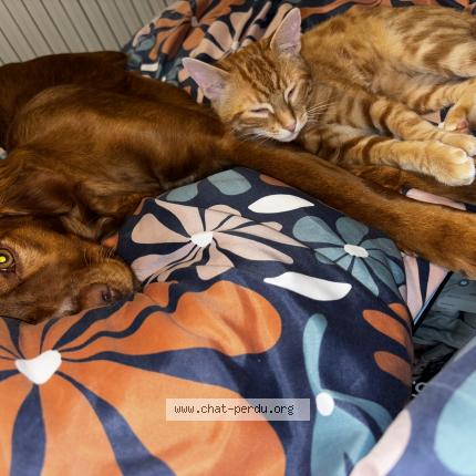 Photo 1/1 Luffy Chat lost in Dompierre sur yon