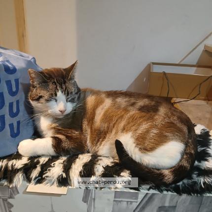 Photo 1/1 Bilou Chat lost in Orthez