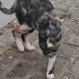 Picture of cat found at Dilbeek