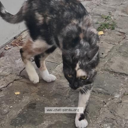 Photo 1/1 Found cat Found in Dilbeek