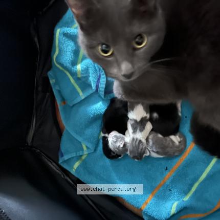 Photo 1/2 Louna Chat lost in Quebec