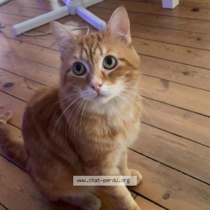 Photo 1/1 Sky Chat lost in Saint quentin