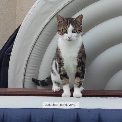 Photo 1/1 P&eacute;p&egrave;re Chat lost in Joigny