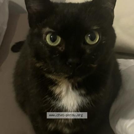 Photo 1/1 Mimi Chat lost in Saint maur