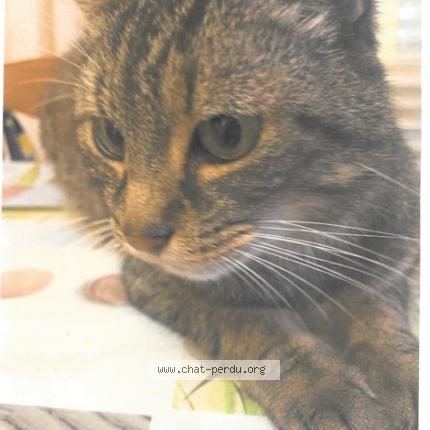 Photo 1/1 Bibi Chat lost in Saint sebastien sur loire