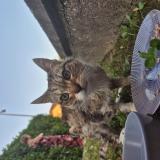 Picture of cat found at Bertrange