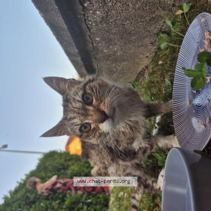 Photo 1/1 Found cat Found in Bertrange