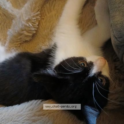 Photo 1/1 Apache Chat lost in Pace