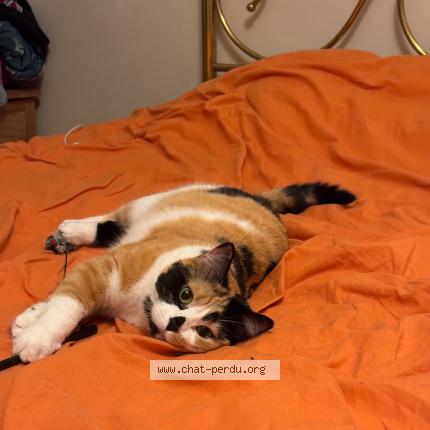 Photo 1/1 Maya Chat lost in Strasbourg