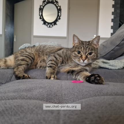 Photo 1/1 P&eacute;pite Chat lost in Ambonnay