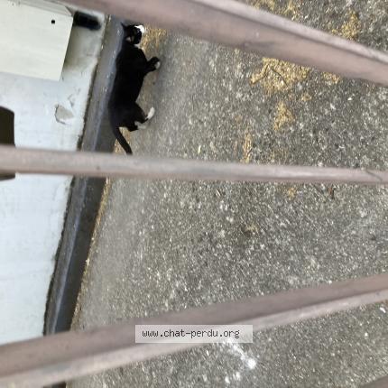 Photo 1/1 Found cat Found in Montreuil