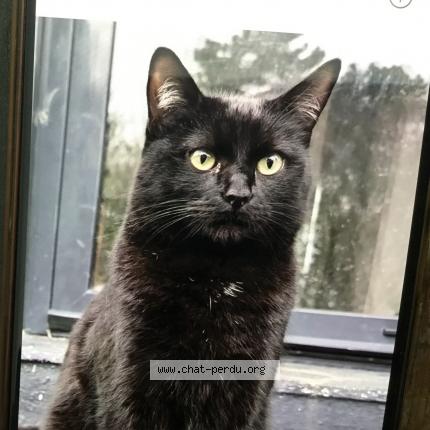 Photo 1/1 Wallou Chat lost in Ploemeur