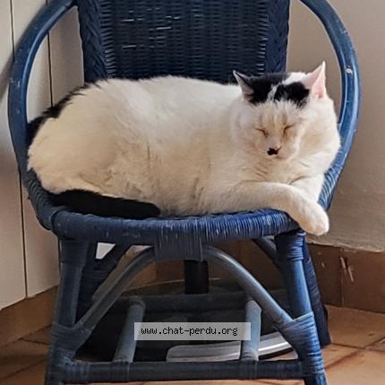 Photo 1/1 FLOCON Chat lost in St gilles croix de vie