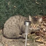 Picture of cat found at Bruxelles