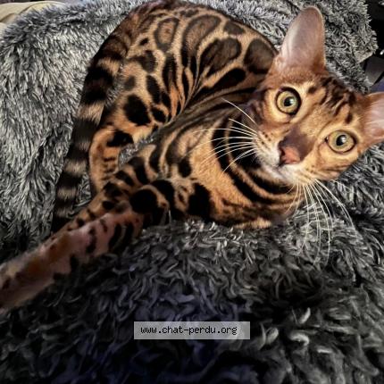 Photo 1/1 Ciro Chat lost in 6040