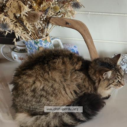 Photo 1/1 Chamalow Chat lost in Brigne